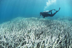 Scientists Are Breeding Super Coral That Can Survive Climate Change